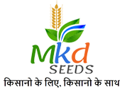 Buy Wheat Seeds Online | High-Yield, Certified seeds