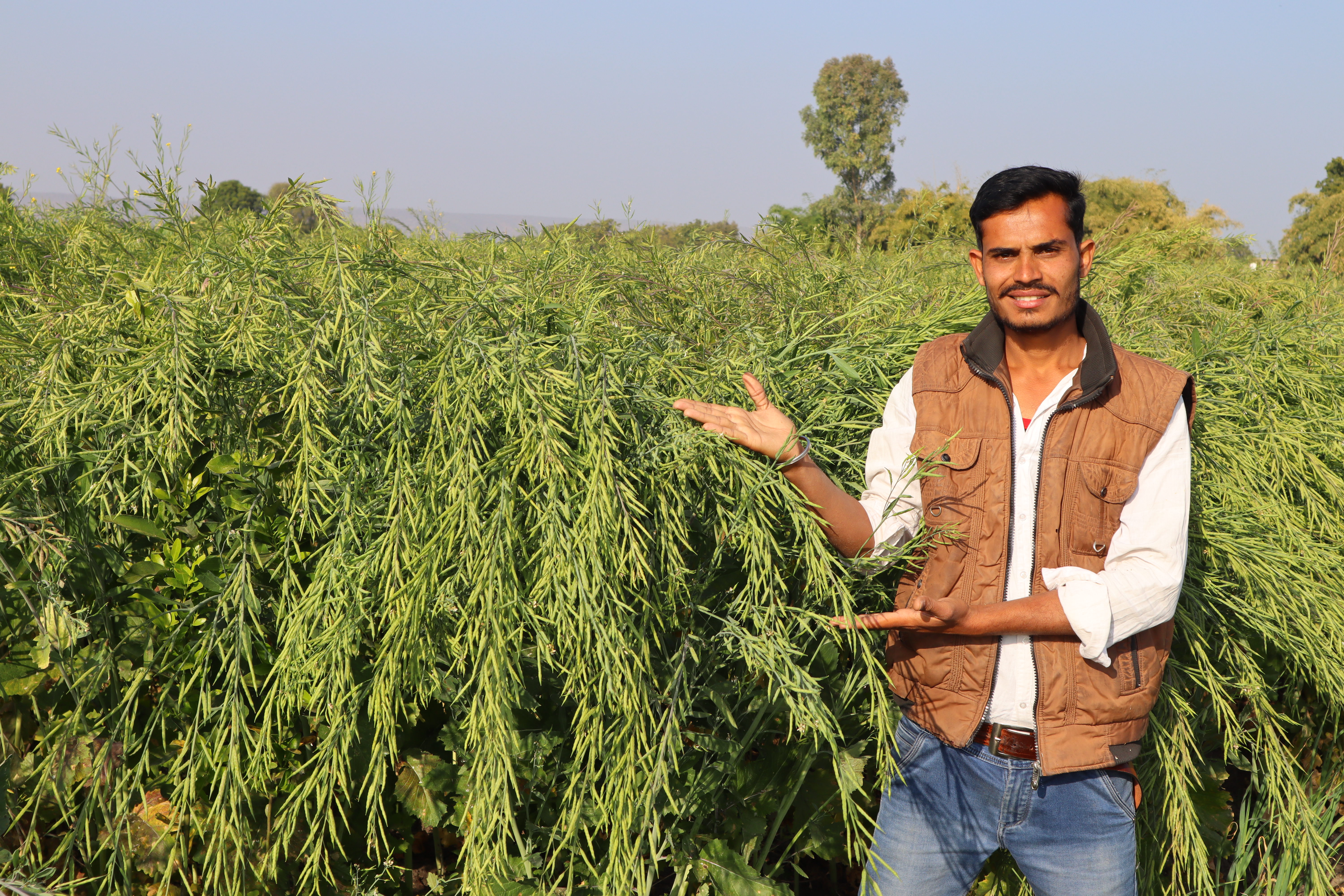 RH 725 Mustard seeds