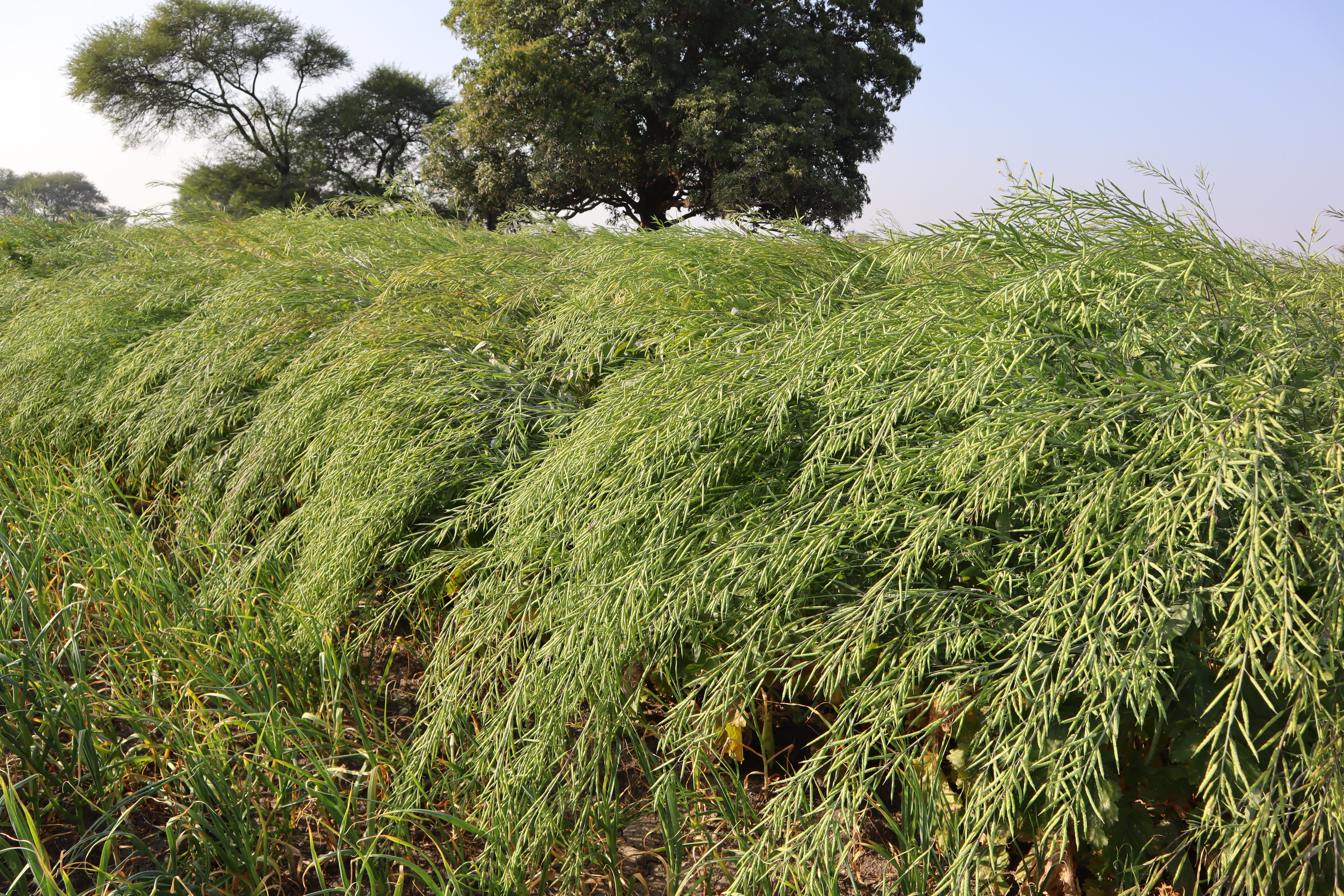 RH 725 Mustard seeds