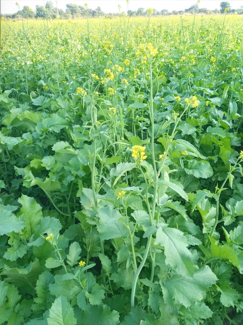 RH 725 Mustard seeds