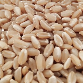 Pusa Purna HI 1544 Wheat Seeds