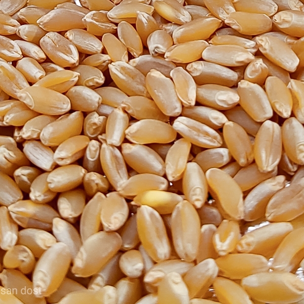 Pusa Tejas Hi 8759 Wheat Seed