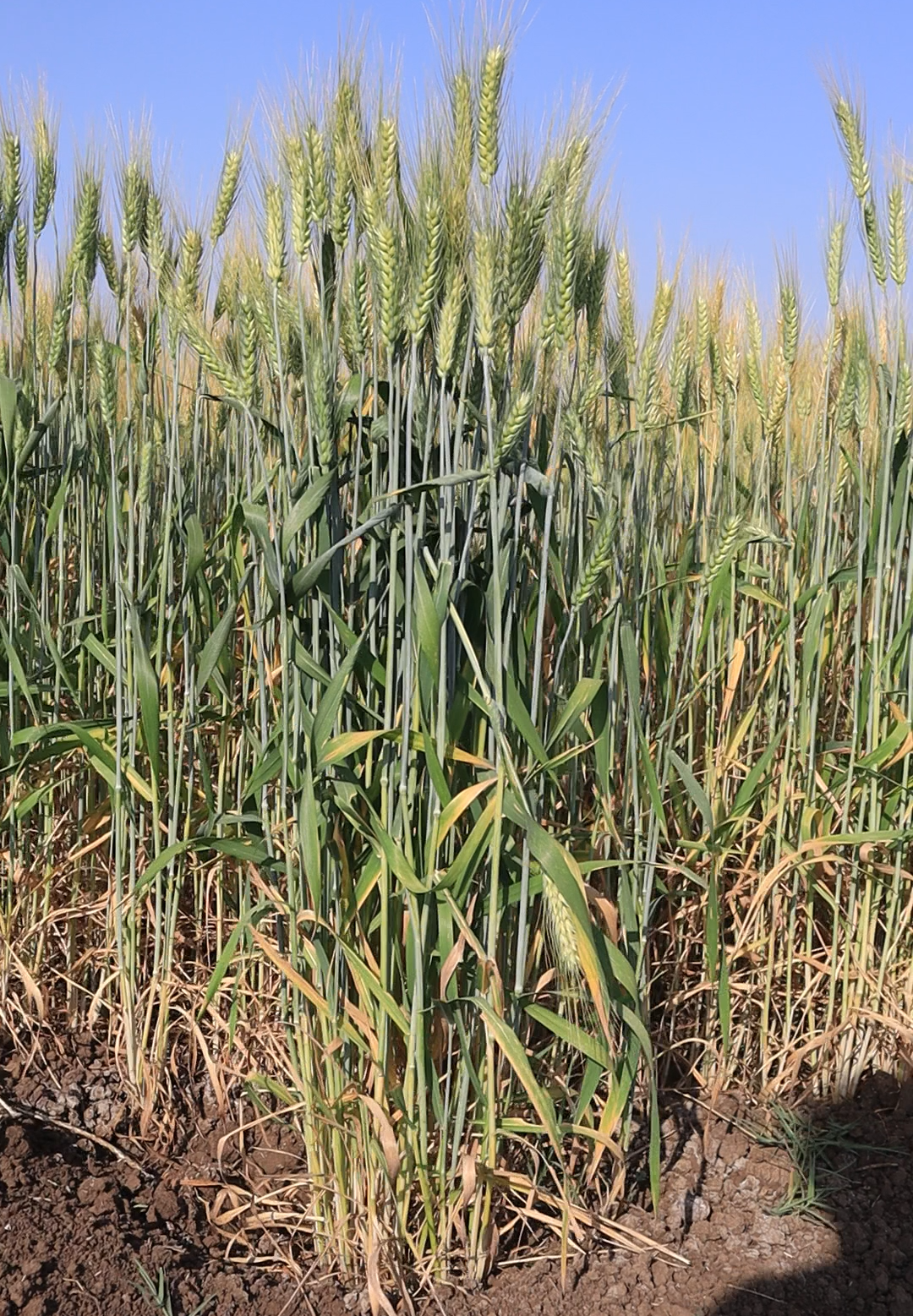 HI 1669 Pusa  Kranti Wheat Seeds