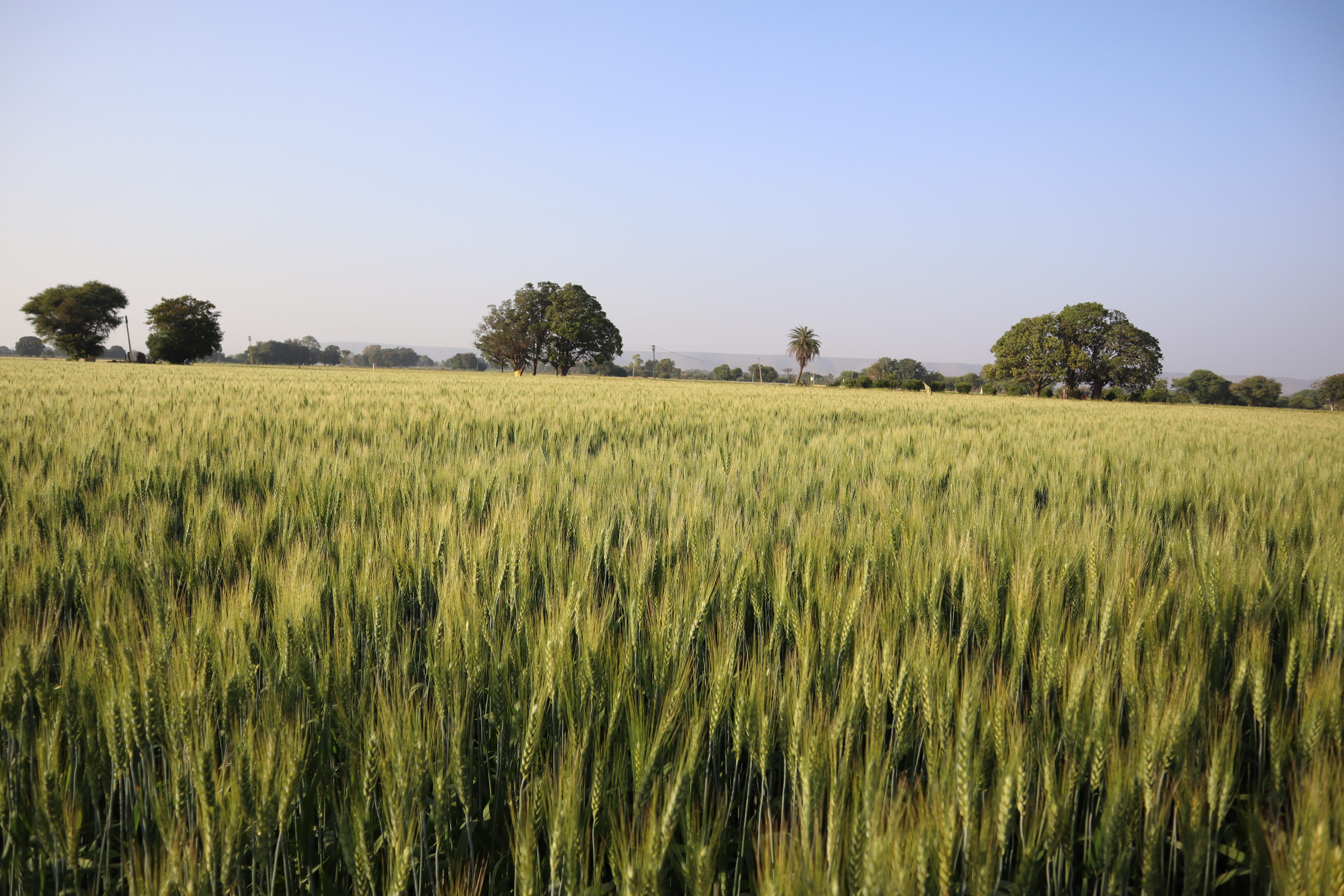 Raj 4037 Wheat Seeds