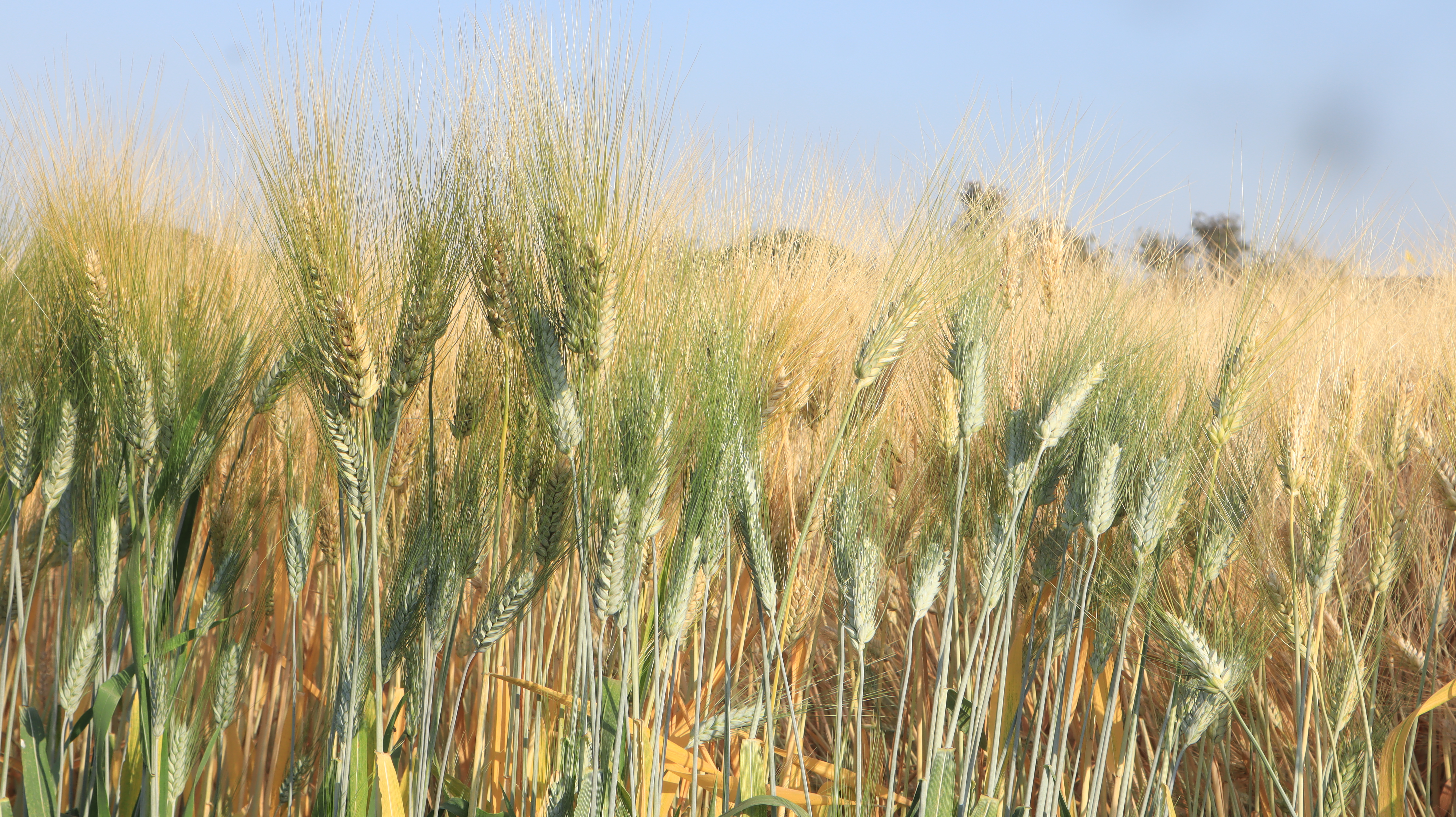 HI 8840 Pusa Gehun Gaurav Wheat Seeds