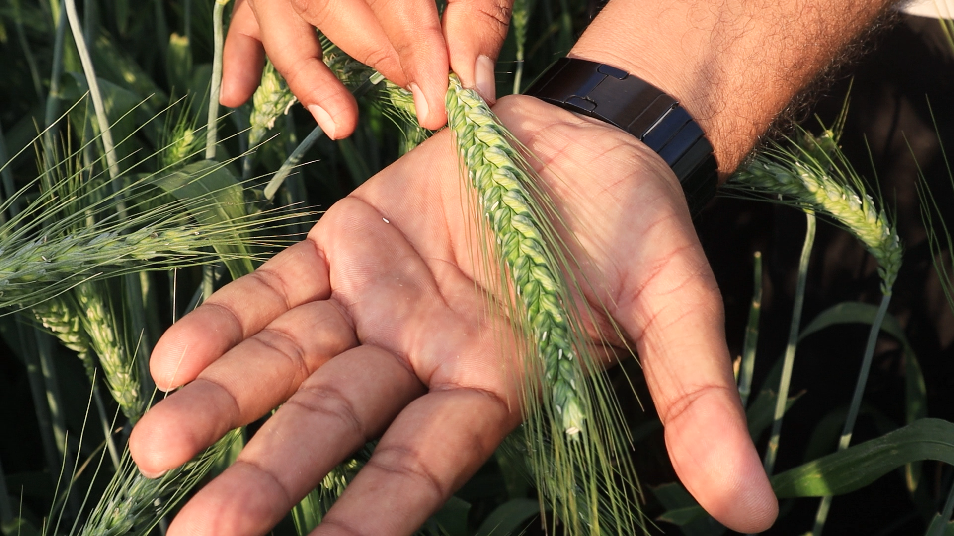 DBW 377 Karan Bold Wheat Seeds