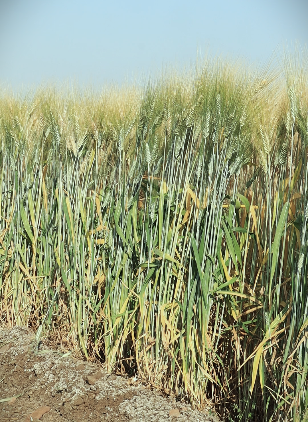 HI 8840 Pusa Gehun Gaurav Wheat Seeds