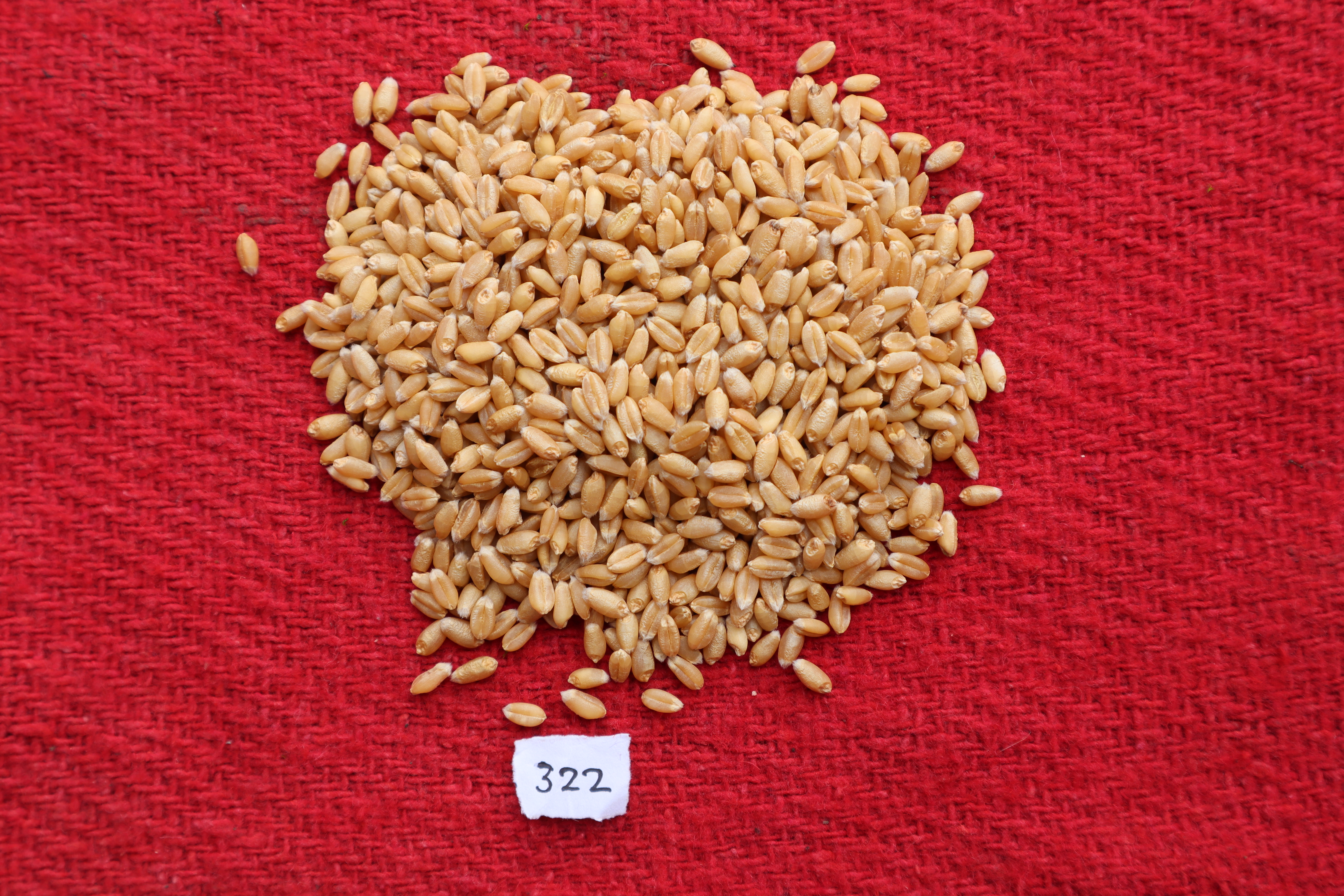 GW 322 Wheat Seeds